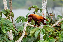 Red howler monkey (Alouatta seniculus) climbing along branch in rainforest canopy, Cuyabeno Reserve, Sucumbios, Ecuador.