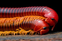 Two Millipedes (Julidae) close up portrait, Mulu, Sarawak, Malaysia.