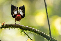 Club-winged manakin (Machaeropterus deliciosus) male, courtship display at lek, Choco rainforest, Pichincha, Ecuador.