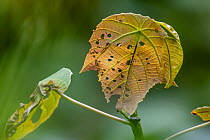 Leaf-legged katydid (Eulophophyllum lobulatum) camouflaged on a leaf, Mount Kinabalu National Park, Sabah, Malaysia.