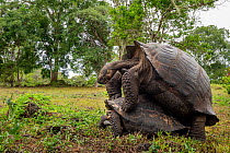 Santa Cruz giant-tortoise (Chelonoidis porteri) pair, mating, Santa Cruz Island, Galapagos National Park, Galapagos Islands. Critically endangered.