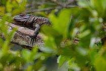 Northern caiman lizard (Dracaena guianensis) resting on tree branch in rainforest, Yasuni National Park, Orellana, Ecuador.