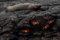 Sally Lightfoot crabs (Grapsus grapsus) climbing over volcanic rocks with Galapagos sea lion (Zalophus wollebaeki) resting above, Santiago Island, Galapagos National Park, Galapagos Islands. Endangere...