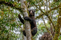 Andean bear / Spectacled bear (Tremarctos ornatus) climbing tree, Choco rainforest, Pichincha, Ecuador.