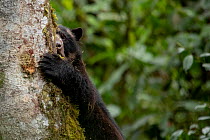 Andean bear / Spectacled bear (Tremarctos ornatus) partial view of it climbing tree trunk, Choco rainforest, Pichincha, Ecuador.