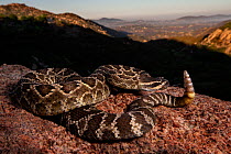 Southern Pacific rattlesnake (Crotalus helleri) portrait, Ramona, California, USA.