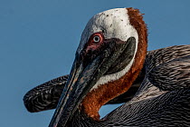 Brown pelican (Pelecanus occidentalis) head portrait, Bartolome Island, Galapagos National Park, Galapagos Islands.
