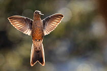 Giant hummingbird (Patagona gigas) in flight, portrait, Cotopaxi National Park, Cotopaxi, Ecuador.