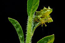 Espada's rainfrog (Pristimantis galdi) resting on leaf, Zamora Chinchipe, Ecuador.