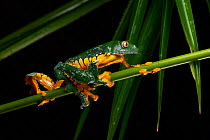 Fringed leaf frog (Cruziohyla craspedopus) resting on plant stem at night, Yasuni National Park, Orellana, Ecuador.