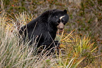 Andean bear / Spectacled bear (Tremarctos ornatus) in  paramo habitat, Antisana National Park, Napo, Ecuador.