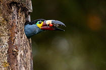 Plate-billed mountain toucan (Andigena laminirostris) peering our from nest hole in tree trunk with food in beak, Mindo, Pichincha, Ecuador.