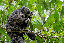 Napo saki monkey (Pithecia napensis) sitting in tree, feeding, Yasuni National Park, Orellana, Ecuador.