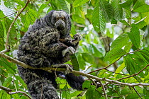 Napo saki monkey (Pithecia napensis) sitting in tree, Yasuni National Park, Orellana, Ecuador.