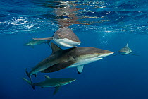 Five Silky sharks (Carcharhinus falciformis) swimming close to surface, Revillagigedo Archipelago, Baja California, Mexico, Pacific Ocean.
