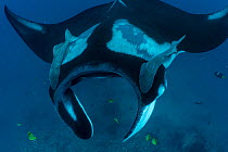 Giant manta ray / Oceanic manta ray (Mobula birostris) with two Remoras (Remora sp.) swimming on dorsal side, Isla de la Plata, Manabi, Ecuador, Pacific Ocean. Endangered.