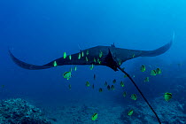 Giant manta ray / Oceanic manta ray (Mobula birostris) with Blacknosed butterflyfish (Johnrandallia nigrirostris) school following, Isla de la Plata, Manabi, Ecuador, Pacific Ocean. Endangered.