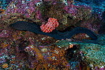 Speckled moray eel (Gymnothorax dovii) resting on rocks, Darwin Island, Galapagos National Park, Pacific Ocean.