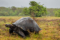 Eastern Santa Cruz tortoise (Chelonoidis nigra donfaustoi) portrait, Santa Cruz Island, Galapagos National Park, Galapagos Islands.