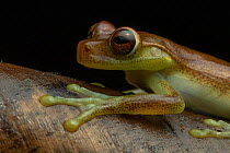 Mashpi torrenteer frog (Hyloscirtus mashpi) close up portrait, Mashpi, Pichincha, Ecuador. Endangered.
