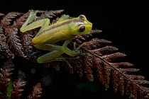Mashpi torrenteer frog (Hyloscirtus mashpi) juvenile. resting on a leaf at night, Mashpi, Pichincha, Ecuador. Endangered.