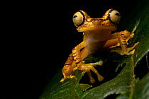 Imbabura tree frog (Boana picturata) restin on a leaf at night, Mashpi, Pichincha, Ecuador.