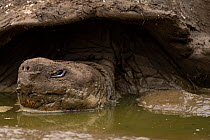 Santa Cruz giant-tortoise (Chelonoidis porteri) in shallow muddy water, Santa Cruz Island, Galapagos National Park, Galapagos Islands. Critically endangered.