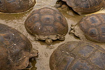 Group of Santa Cruz giant-tortoises (Chelonoidis porteri) wallowing in mud, Santa Cruz Island, Galapagos National Park, Galapagos Islands. Critically endangered.