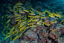 Blue-and-gold snappers (Lutjanus viridis) school swimming over seabed, North Seymour Island, Galapagos National Park, Pacific Ocean.