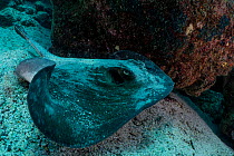 Diamond stingray (Dasyatis dipterura) on seabed, North Seymour Island, Galapagos National Park, Pacific Ocean.