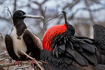 Magnificent frigatebirds (Fregata magnificens) pair in courtship display, male with gular sac inflated, North Seymour Island, Galapagos National Park, Galapagos Islands.