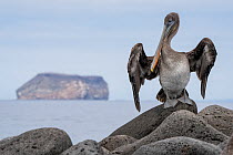 Brown pelican (Pelecanus occidentalis) perched on rock spreading wings, with Daphne Minor island in background, North Seymour Island, Galapagos National Park, Galapagos Islands.