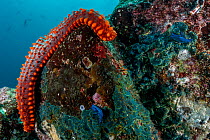 Panamic cushion star / Cortez starfish (Pentaceraster cumingi) two arms reaching over rock, with two Galapagos sea slugs (Tambja mullineri) close by, North Seymour Island, Galapagos National Park, Pac...