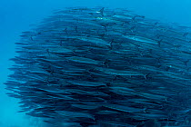 Great barracuda (Sphyraena barracuda) school,  North Seymour Island, Galapagos National Park, Pacific Ocean.