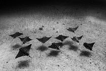 Group of Golden cownose rays / Pacific cownose rays (Rhinoptera steindachneri) swimming over seabed, North Seymour Island, Galapagos National Park, Pacific Ocean.