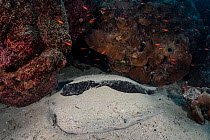 Diamond stingray (Dasyatis dipterura) buried under sand on seabed with Blacktip cardinalfish (Apogon atradorsatus) swimming above, North Seymour Island, Galapagos National Park, Pacific Ocean.