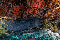 Speckled moray eel (Gymnothorax dovii) on a reef, Cousin's Rock, Galapagos National Park, Pacific Ocean.