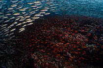 Blacktip cardinalfish (Apogon atradorsatus) and Black-striped salemas (Xenocys jessiae) shoals swimming over seabed, Cousin's Rock, Galapagos National Park, Pacific Ocean.
