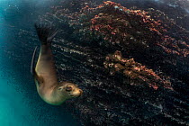 Galapagos sea lion (Zalophus wollebaeki) diving, Cousin's Rock, Galapagos National Park, Pacific Ocean. Endangered.