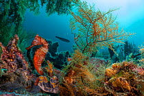 Pacific seahorse / Giant seahorse (Hippocampus ingens) among seaweed on seabed, Cousin's Rock, Galapagos National Park, Pacific Ocean.