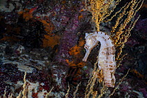 Pacific seahorse / Giant seahorse (Hippocampus ingens) portrait, Cousin's Rock, Galapagos National Park, Pacific Ocean.