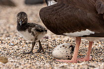 American oystercatcher (Haematopus palliatus) female with chick and hatching egg, on beach, Santiago Island, Galapagos National Park, Galapagos Islands.