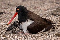 American oystercatcher (Haematopus palliatus) female with chick resting on beach, Santiago Island, Galapagos National Park, Galapagos Islands.
