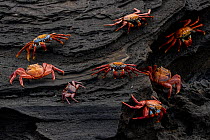 Sally Lightfoot crabs (Grapsus grapsus) on coastal volcanic rocks, Santiago Island, Galapagos National Park, Galapagos Islands.
