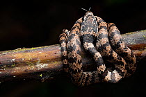 Elegant snail-eater snake (Dipsas elegans) coiled around branch, Santa Rosa, Imbabura, Ecuador.