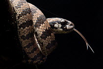 Elegant snail-eater snake (Dipsas elegans) with forked tongue out, portrait, Santa Rosa, Imbabura, Ecuador.