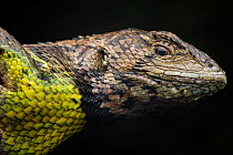 Iridescent whorltail-iguana (Stenocercus iridescens) head portrait, Apuela, Imbabura, Ecuador.