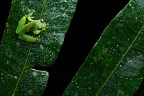Emerald glassfrog (Espadarana prosoblepon) resting on leaf, Junin, Imbabura, Ecuador.