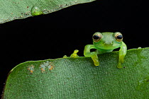 Emerald glassfrog (Espadarana prosoblepon) resting over edge of leaf, Junin, Imbabura, Ecuador.