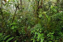 Dense vegetation in Andean cloud forest, Junin, Imbabura, Ecuador. January, 2022.